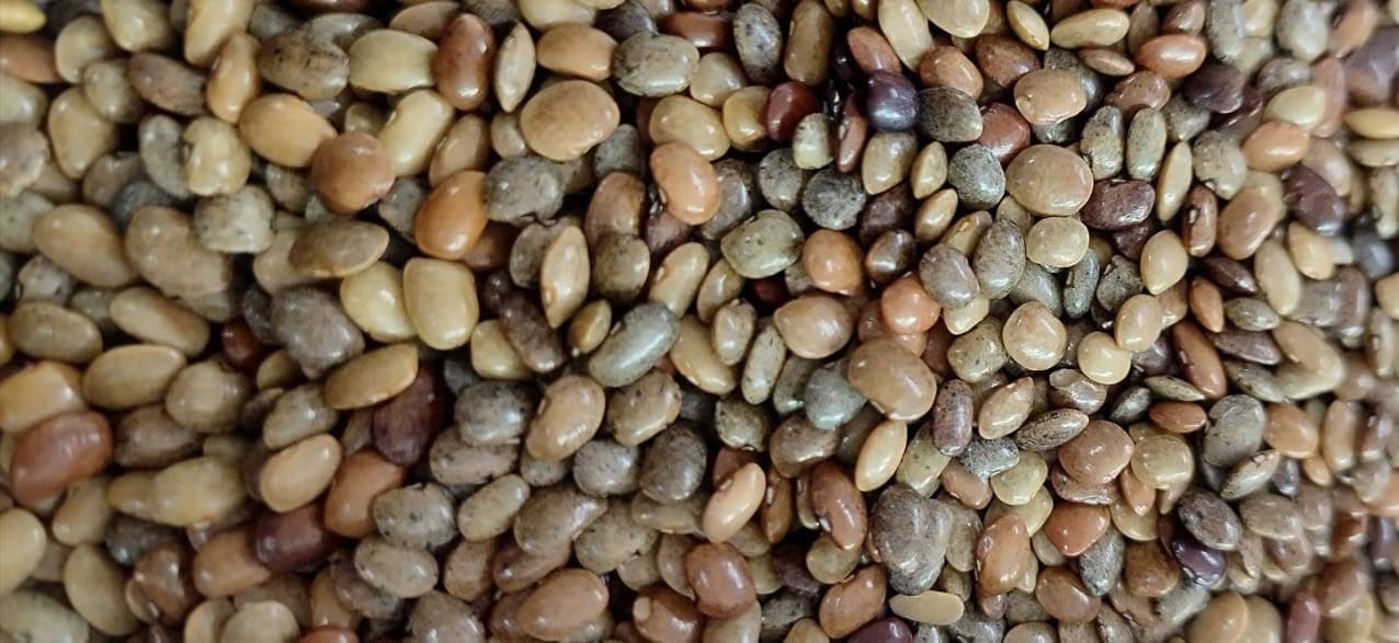 Pahadi Gahat Dal (Horse Gram) – 100% Unpolished & Organic (1kg)